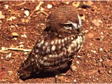 The Little Owl, the commonest owl in Israel. Owls were often associated with ghosts and demons, probably because of their nocturnal habits.